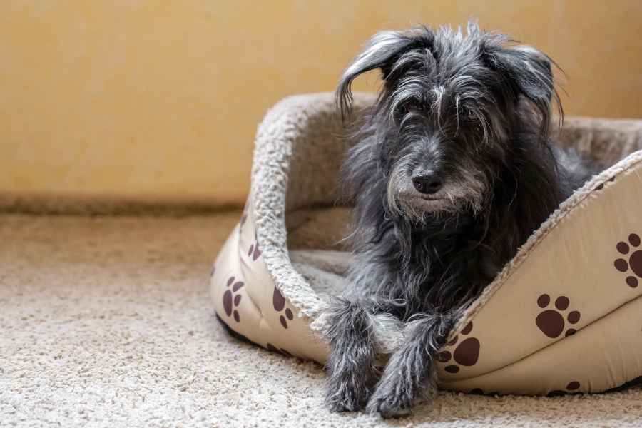 La importancia de la prevención veterinaria en los perros mayores
